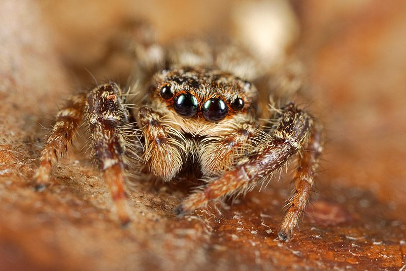 Marpissa muscosa e Nuctenea sp.